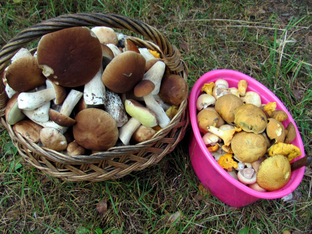 Обои картинки фото еда, грибы,  грибные блюда, боровики, моховики