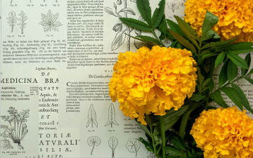 обоя цветы, бархатцы, статья, желтые