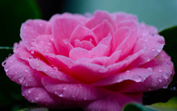 Картинка цветы розы розовая роза макро капли