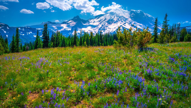 Обои картинки фото np mount rainier, usa, природа, луга, np, mount, rainier