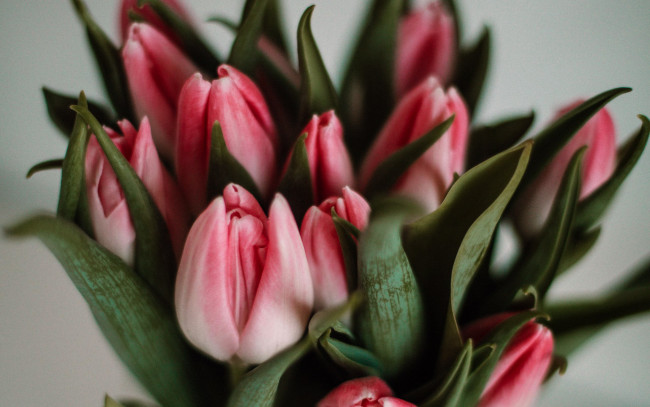 Обои картинки фото цветы, тюльпаны, бутоны, розовые, букет