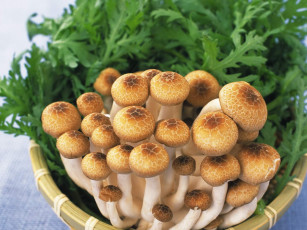 обоя еда, грибы, грибные, блюда