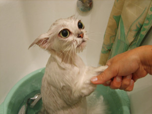 Картинка boooro банный день животные коты