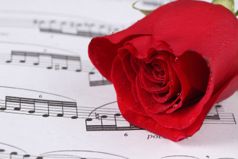 Картинка цветы розы бутон ноты