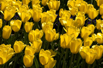 Картинка цветы тюльпаны много желтый