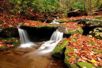 Картинка природа водопады река лес камни листья деревья осень
