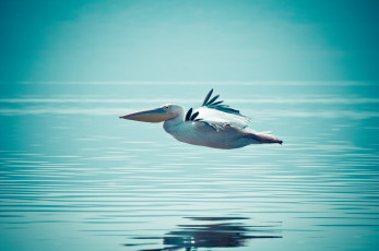 Картинка животные пеликаны вода пеликан
