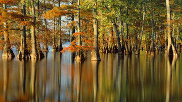Картинка природа деревья кипарис отражение