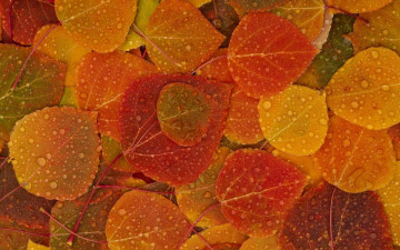 обоя природа, листья, осень, капли