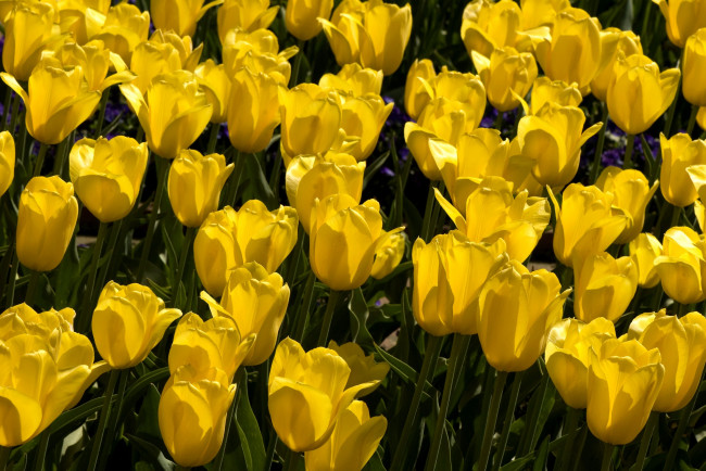 Обои картинки фото цветы, тюльпаны, много, желтый