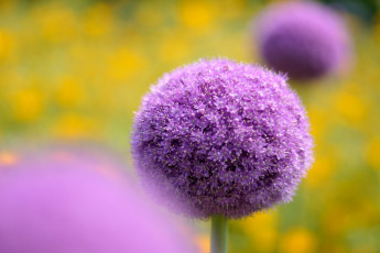 Картинка цветы аллиум декоративный лук сиреневый шар
