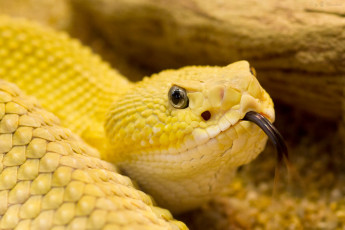 Картинка животные змеи питоны кобры желтый чешуя язык