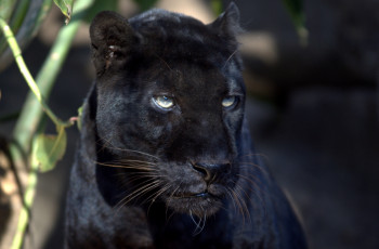 Картинка животные пантеры черный морда