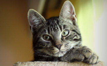 Картинка животные коты котэ мордочка взгляд