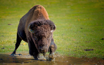 Картинка животные зубры бизоны buffalo природа фон