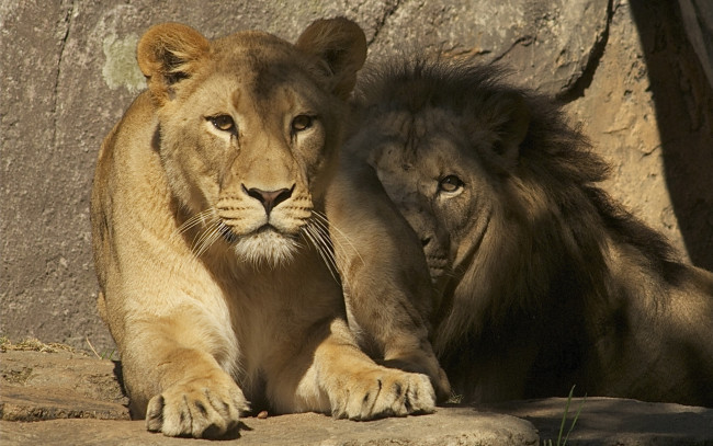 Обои картинки фото животные, львы, зоопарк, фон