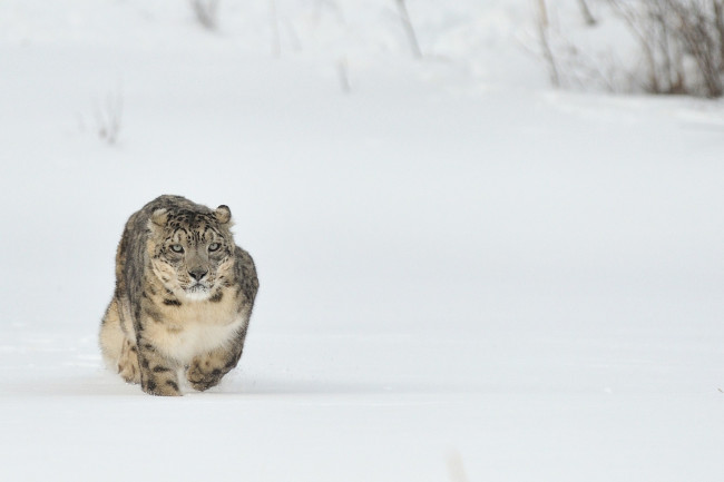 Обои картинки фото животные, снежный, барс, ирбис, снег, хищник