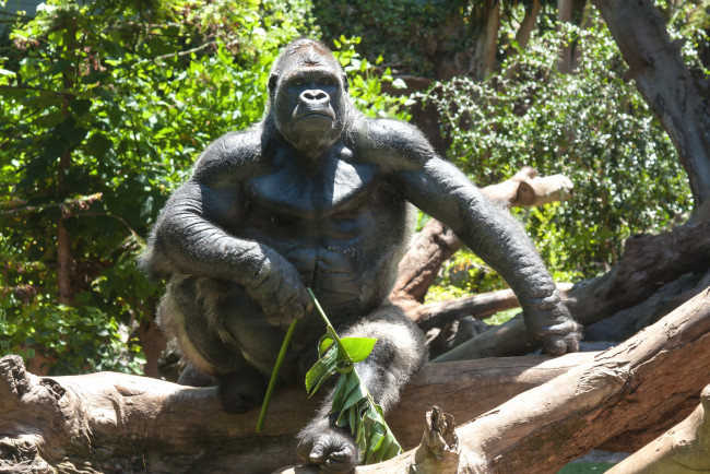Обои картинки фото животные, обезьяны, величие, поза, горилла