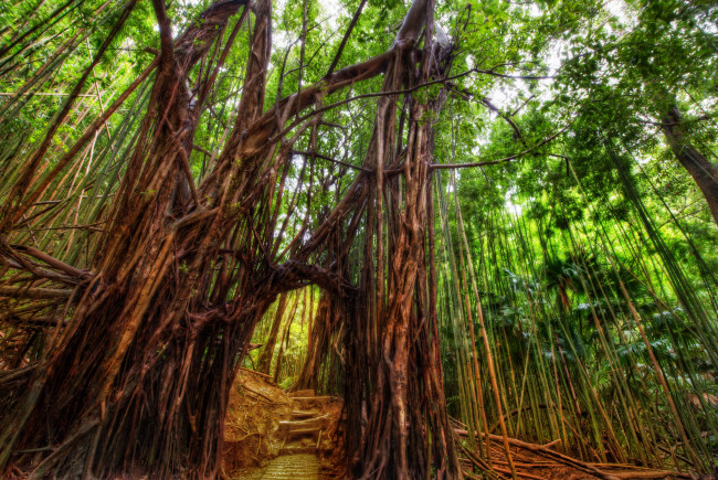 Обои картинки фото природа, лес, гавайи, гонолулу, бамбук