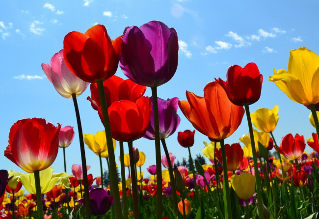 Обои картинки фото цветы, тюльпаны, разноцветный, небо