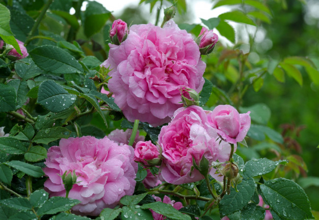 Обои картинки фото цветы, розы, капли, большой, розовый
