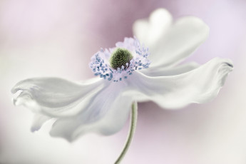 Картинка цветы анемоны +сон-трава белый анемона цветок