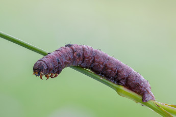 Картинка животные гусеницы насекомое гусеница травинка коричневая макро утро роса фон