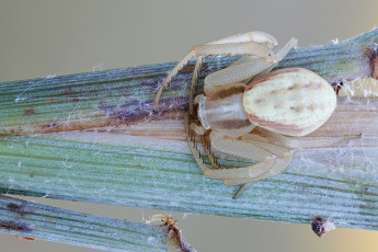 Картинка животные насекомые насекомое фон паук травинка макро