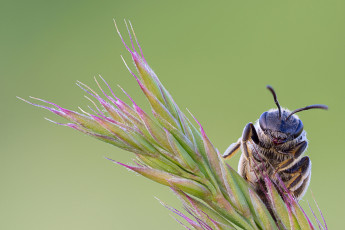 Картинка животные пчелы +осы +шмели зелёный фон травинка насекомое пчела макро