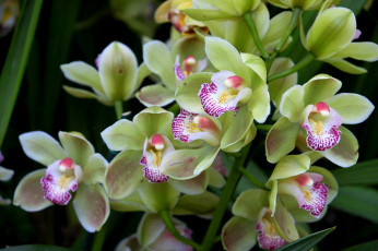 Картинка цветы орхидеи зеленый орхидея экзотика
