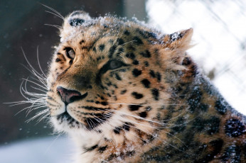 Картинка животные леопарды дикая кошка амурский леопард морда
