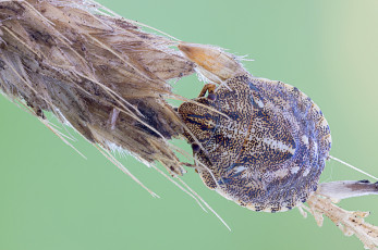 Картинка животные насекомые утро зелёный фон макро травинка капли роса насекомое