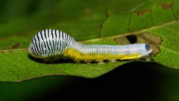 Картинка животные гусеницы гусеница макро itchydogimages лист