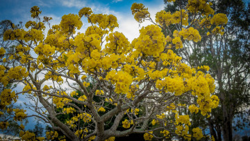 Картинка цветы цветущие+деревья+ +кустарники жёлтые цветение дерево