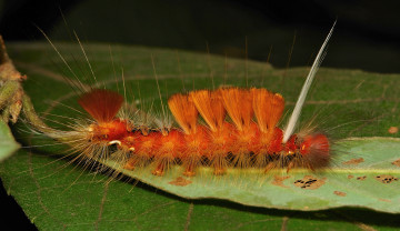 Картинка животные гусеницы гусеница лист насекомое макро необычная itchydogimages