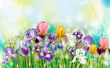 Картинка рисованные цветы букет ирисы