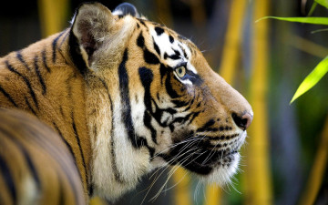 Картинка животные тигры листья профиль рыжий тигр