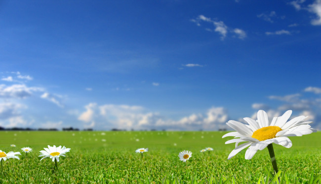 Обои картинки фото цветы, ромашки, небо, трава, луг, поле, белые