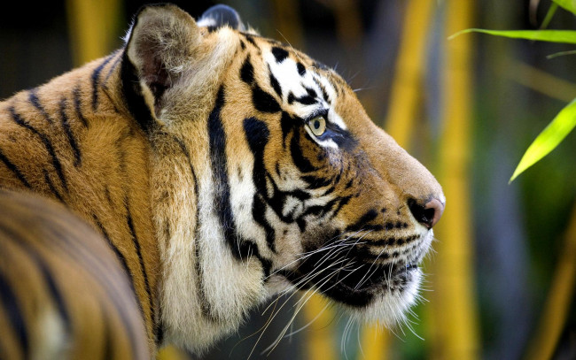 Обои картинки фото животные, тигры, листья, профиль, рыжий, тигр