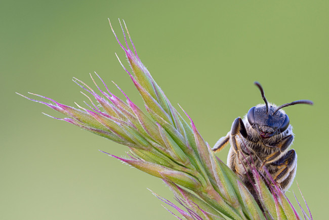 Обои картинки фото животные, пчелы,  осы,  шмели, зелёный, фон, травинка, насекомое, пчела, макро