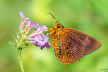 Картинка животные бабочки +мотыльки +моли макро фон усики бабочка крылья