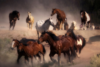 Картинка животные лошади пыль бег табун
