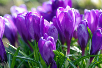 обоя цветы, крокусы, весна, фиолетовый