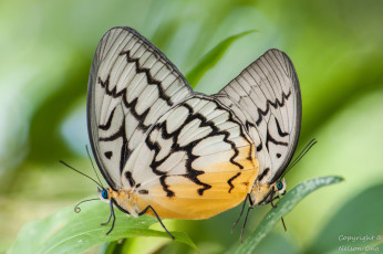 Картинка животные бабочки +мотыльки +моли бабочка макро фон усики крылья