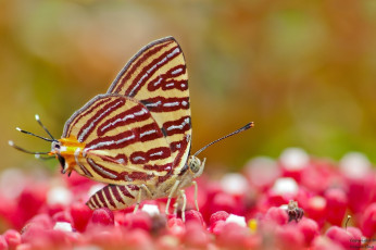 Картинка животные бабочки +мотыльки +моли усики крылья бабочка макро фон
