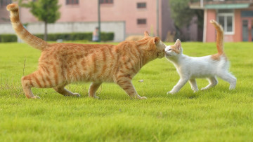 Картинка животные коты кот кошка котёнок знакомство