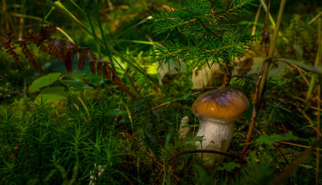 Картинка природа грибы масленок