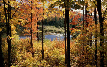 Картинка природа реки озера лес озеро осень деревья