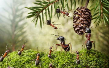 обоя животные, насекомые, ситуация, шишка, муравьи, макро, хвоя, мох