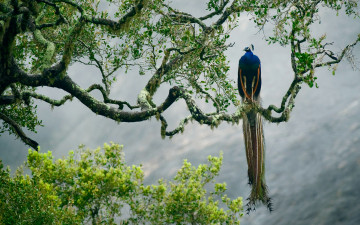 Картинка животные павлины индийская павлин ветка дерево краски птица перья шри-ланка национальный парк Яла